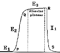Capnographic phases